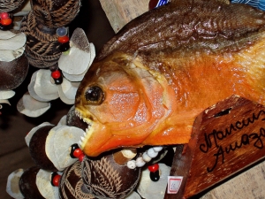 Piranha Fish Facts: Behavior, Habitats and More Facts